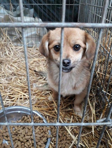 Breed guesses?