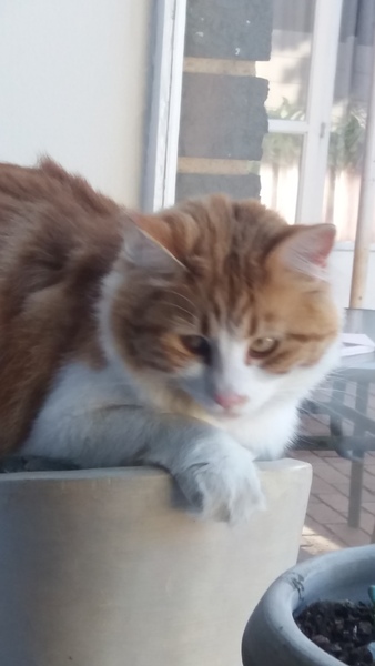 To not let my stupid cats freeze to death (lighthearted)