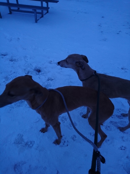 Any dogs out there loving the snow?