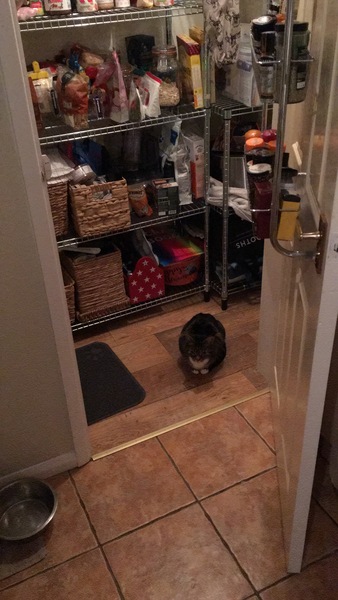 New cat/mistress arrived this evening ...
