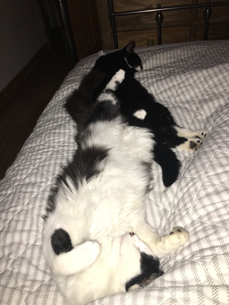 What's your DCat up to today? Episode 6, Return of the... Cats?