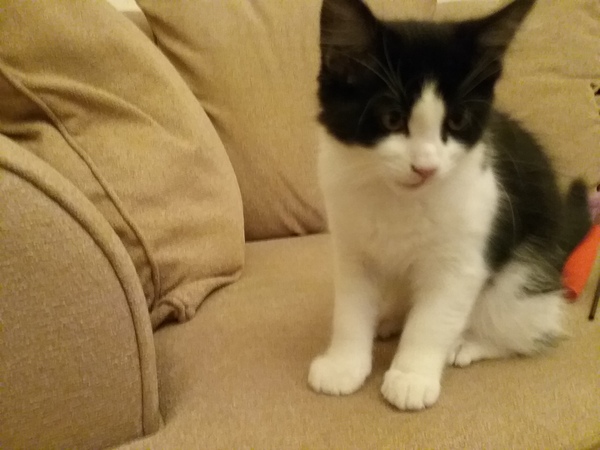 New cat/mistress arrived this evening ...