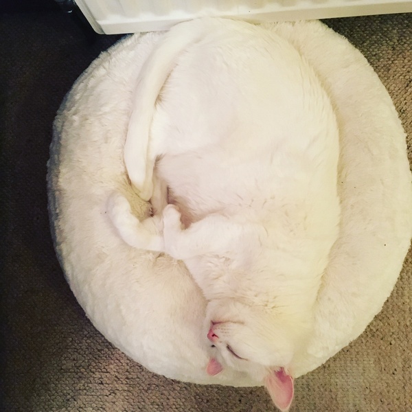 Getting a cat - considerations