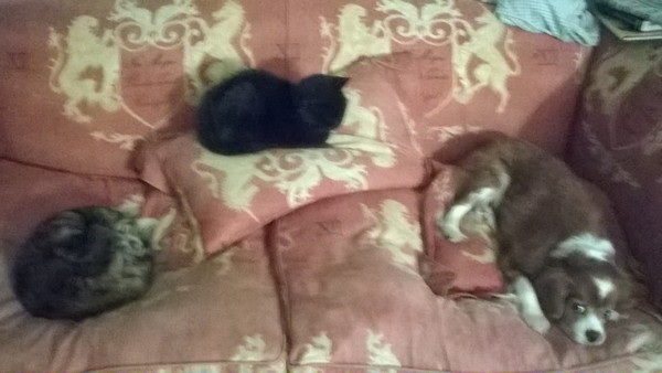Introducing new dog to cat.
