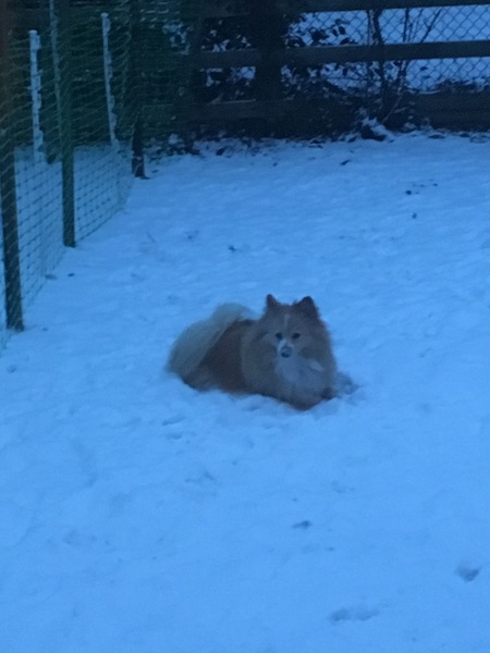 To remind people to bring their animals inside in this weather?