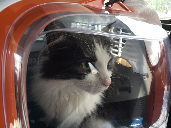 What do I need for new Cat?