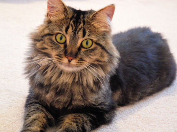 New Maine coon kitten