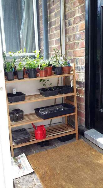 Window sills v small greenhouse