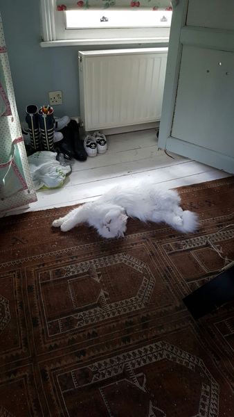 What's your DCat up to today? Episode 6, Return of the... Cats?