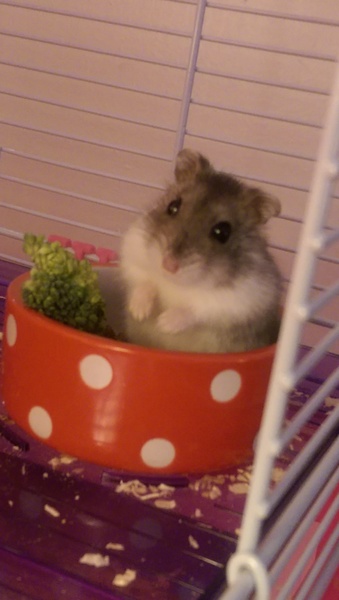 New Hamster name help. Obligatory photo attached.