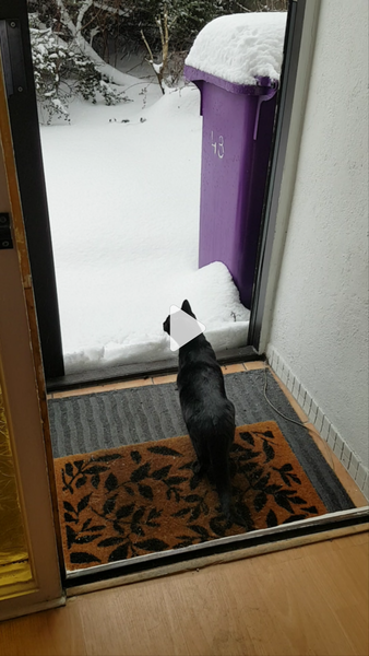 Does your cat like the snow?