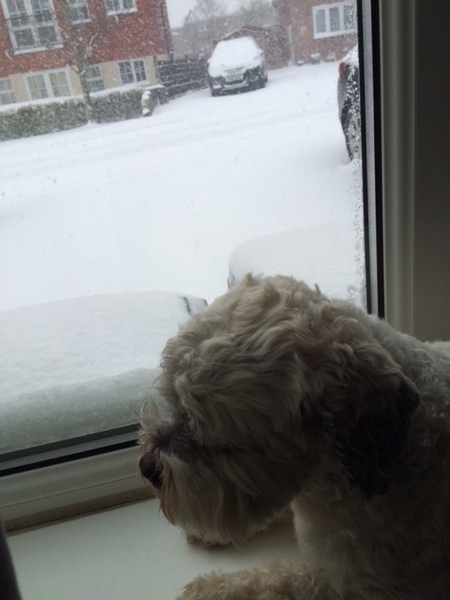 Any dogs out there loving the snow?