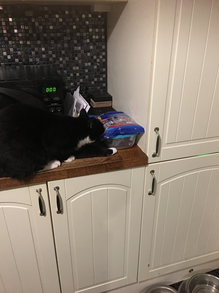 To not feed my cat today?
