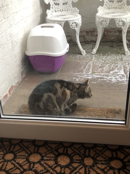 To not let my stupid cats freeze to death (lighthearted)