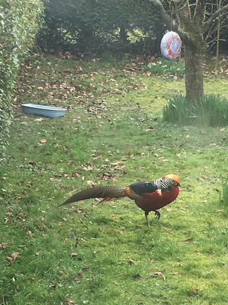 Which birds visit your garden?