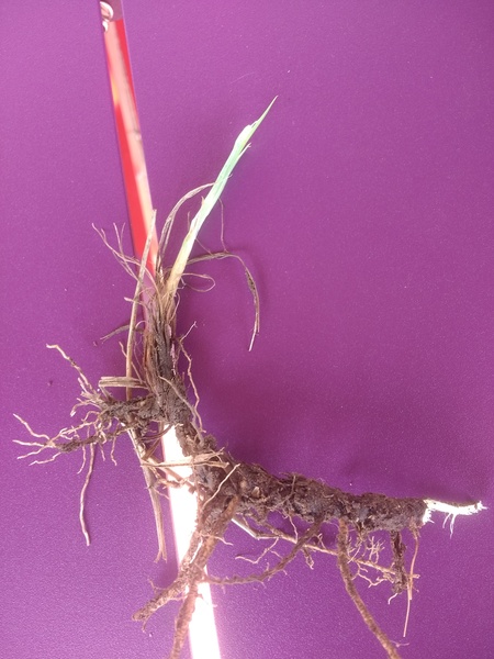 This is a rhizome, right?