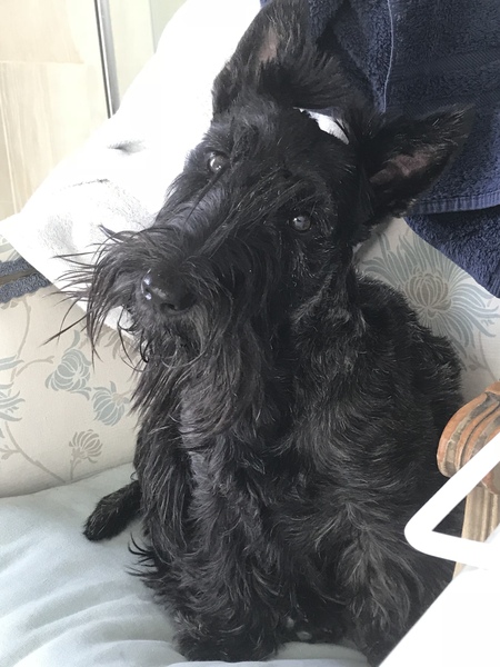 What breed would go well with a Cairn? Fantasy dog family long-term plan