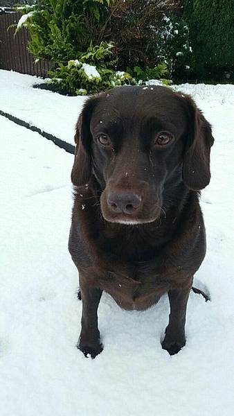 Any dogs out there loving the snow?