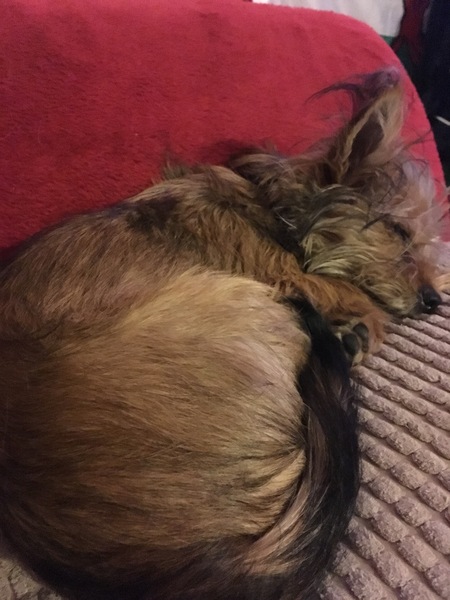 How do you decide what to feed your dog? Share with tails.com – £300 voucher to be won NOW CLOSED