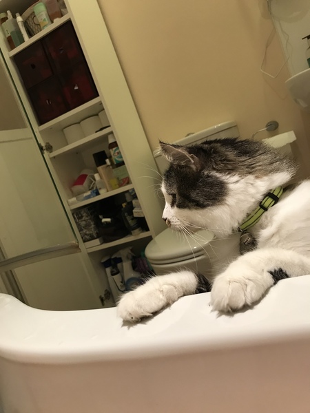 Could my rescue kittens be part Maine Coon?