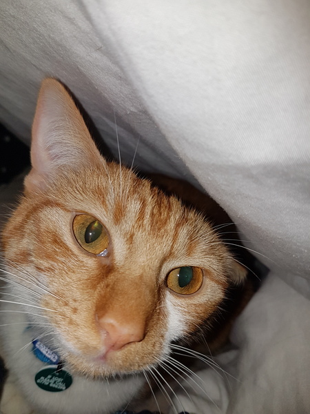 What's your DCat up to today? Episode 6, Return of the... Cats?