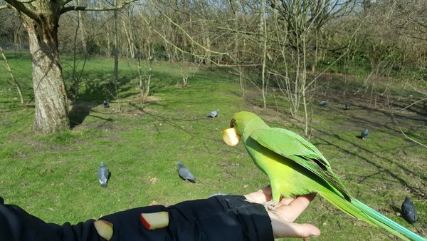 ...to have fallen in love with parakeets