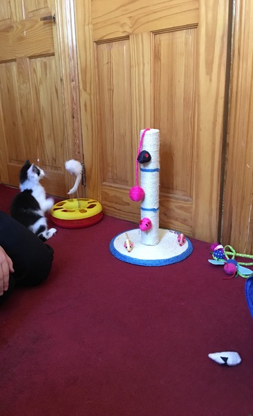 What's your DCat up to today? Episode 6, Return of the... Cats?