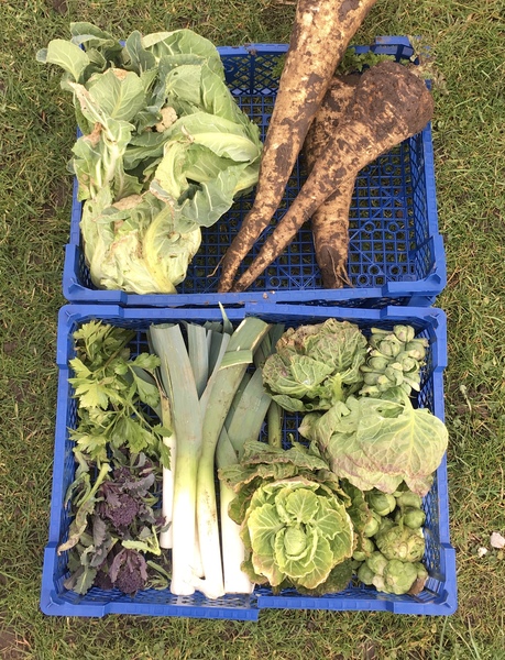 Allotment/Veg patch thread 11 'We bid  farewell to rainbow leaves but will keep plotting along'
