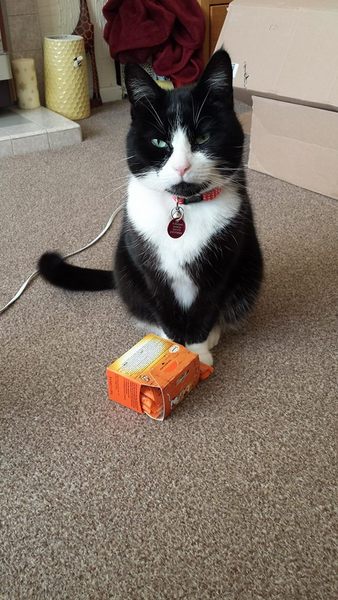 Apparently I shouldn't have a cat because i'm disabled and need to use the PDSA
