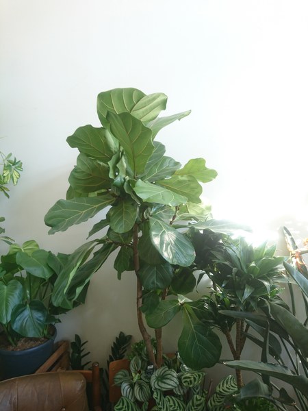Figs - Can you help me find the correct seed?