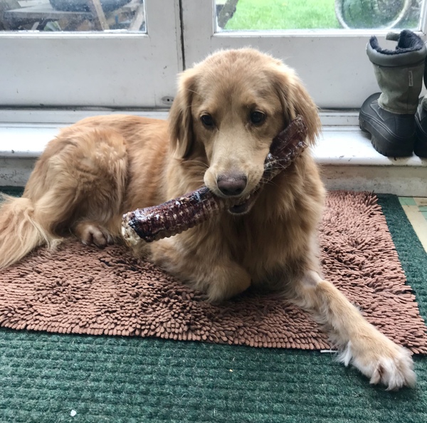 General dog chat