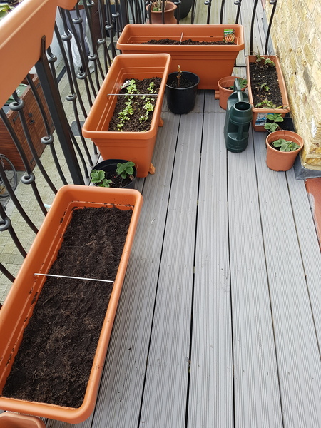 How to improvise cloches for balcony pots