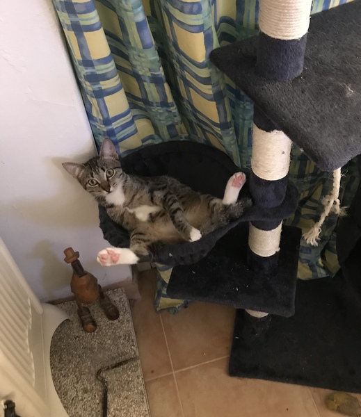 19 cats. Anyone else got this many?