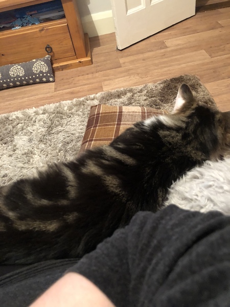 Rescue cat is home!!!!