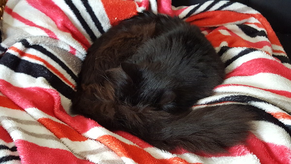 What's your DCat up to today? Episode 6, Return of the... Cats?