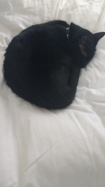 Does your cat like the snow?