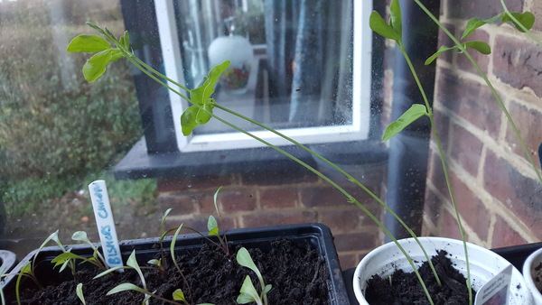 The first rule of potting shed is YOU ALWAYS talk about potting shed. The thread continues.