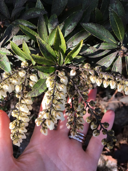Another plant id please