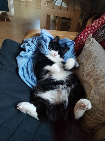 Cat allergies?