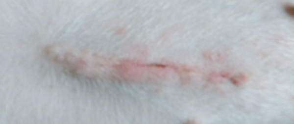 Spay scar- Infected?