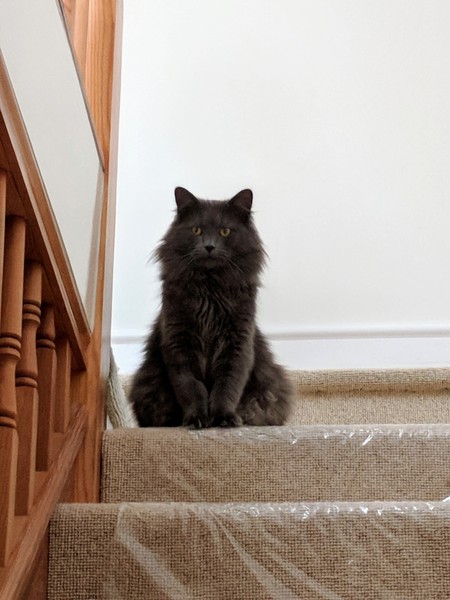 Anyone use a GPS tracker on their cat?