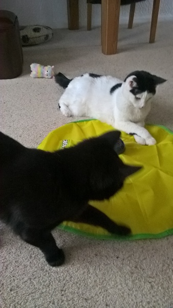 Stray and feral welfare