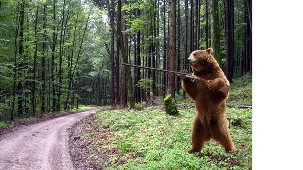 WEAPONISED BEARS FOR ALL!! On gun control...