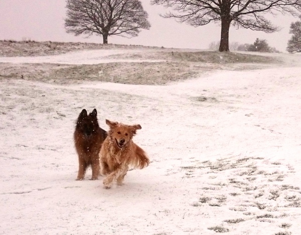 Any dogs out there loving the snow?