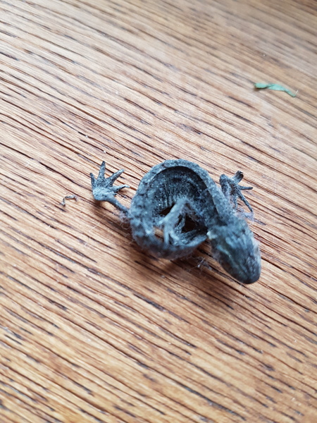 To ask what this dead creature is?