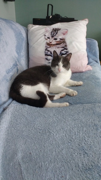 What's your DCat up to today? Episode 6, Return of the... Cats?