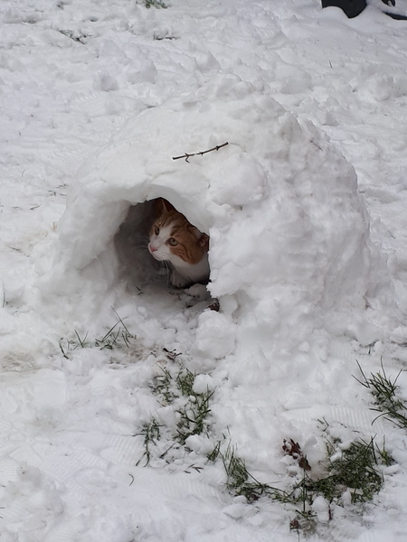 To not let my stupid cats freeze to death (lighthearted)