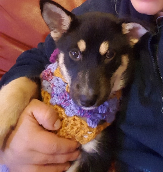 Puppy Survival Thread Part 6