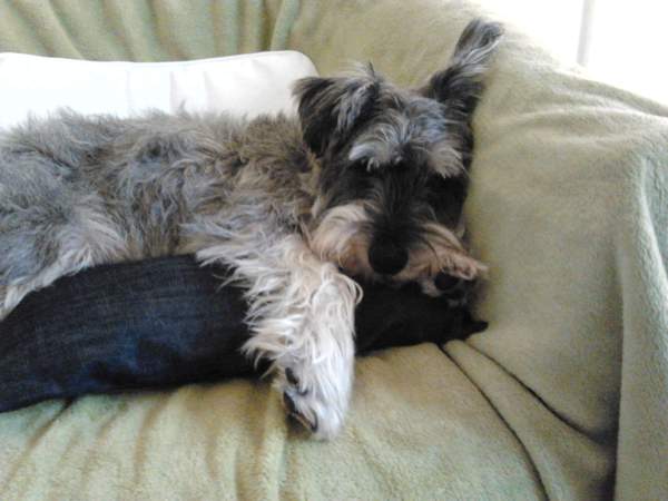 Best family dog breed suggestions please