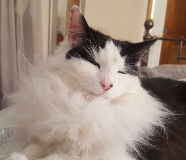 What's your DCat up to today? Episode 6, Return of the... Cats?